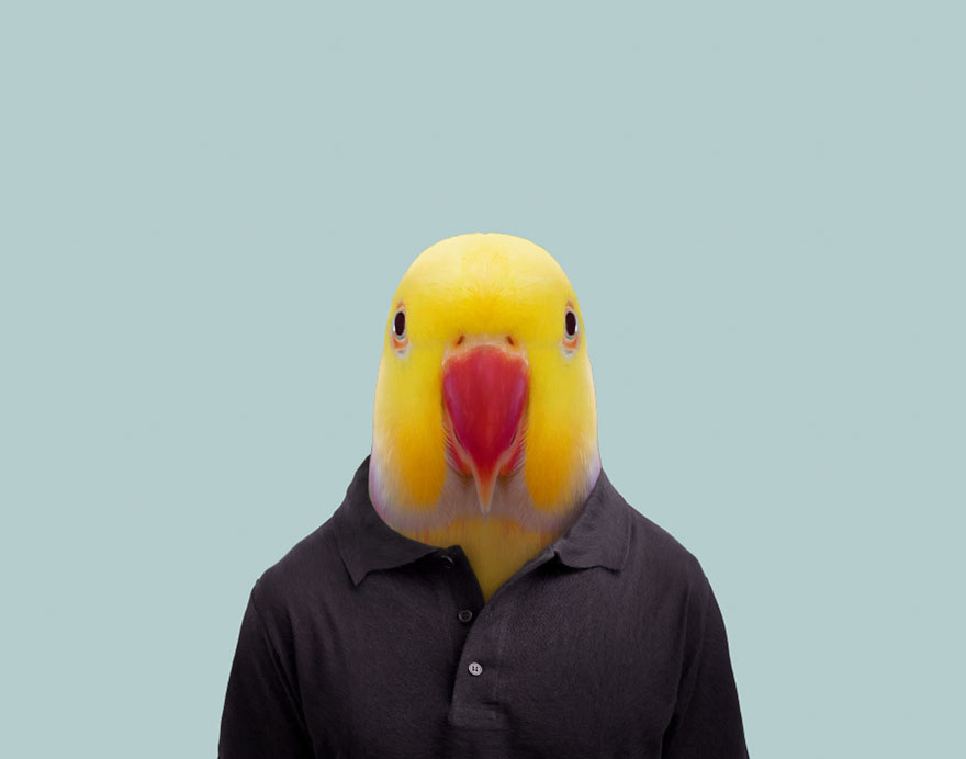 Indian Rose-Ringed Parakeet