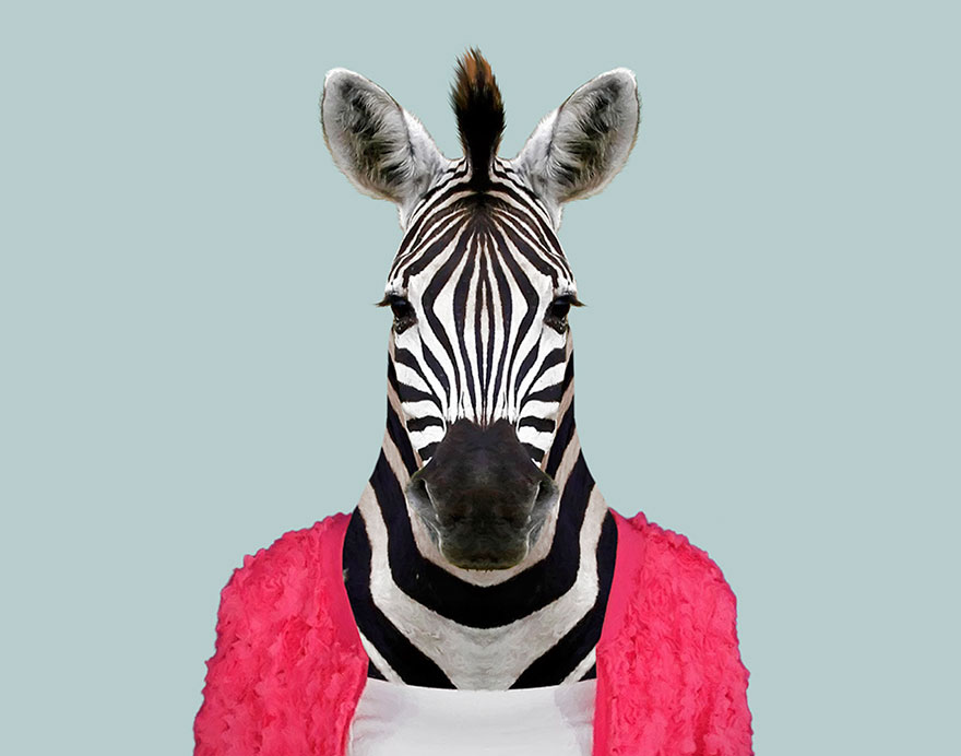 Grant’s Zebra