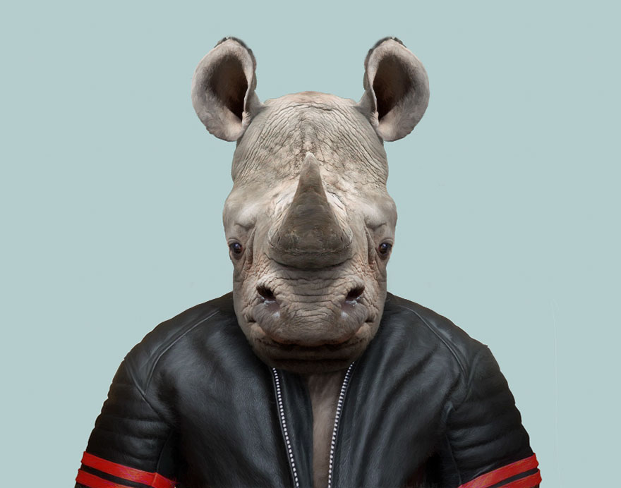 Black Rhinoceros