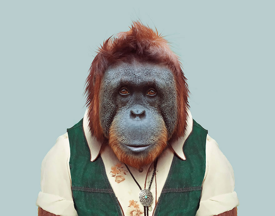 Bornean Orangutan
