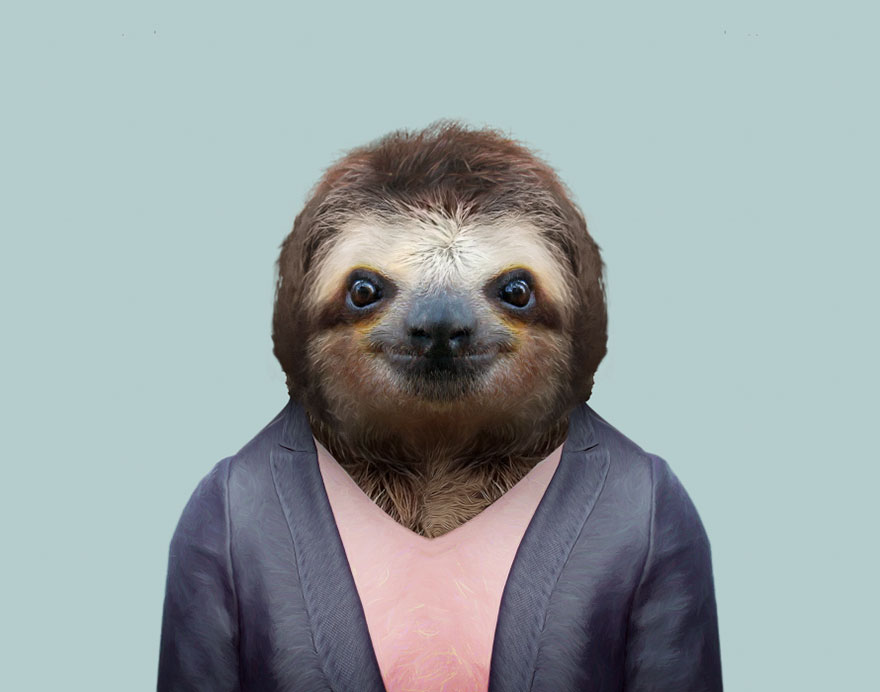 Brown Throated Sloth