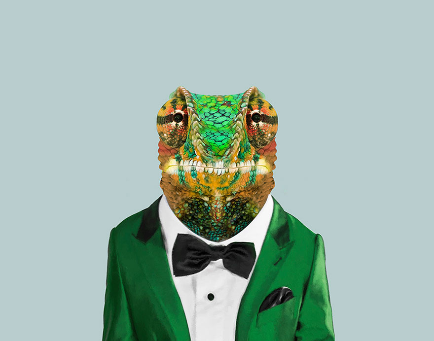 Cape Dwarf Chameleon