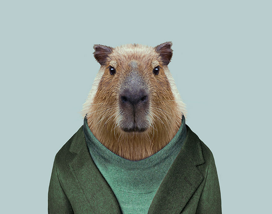 Capybara