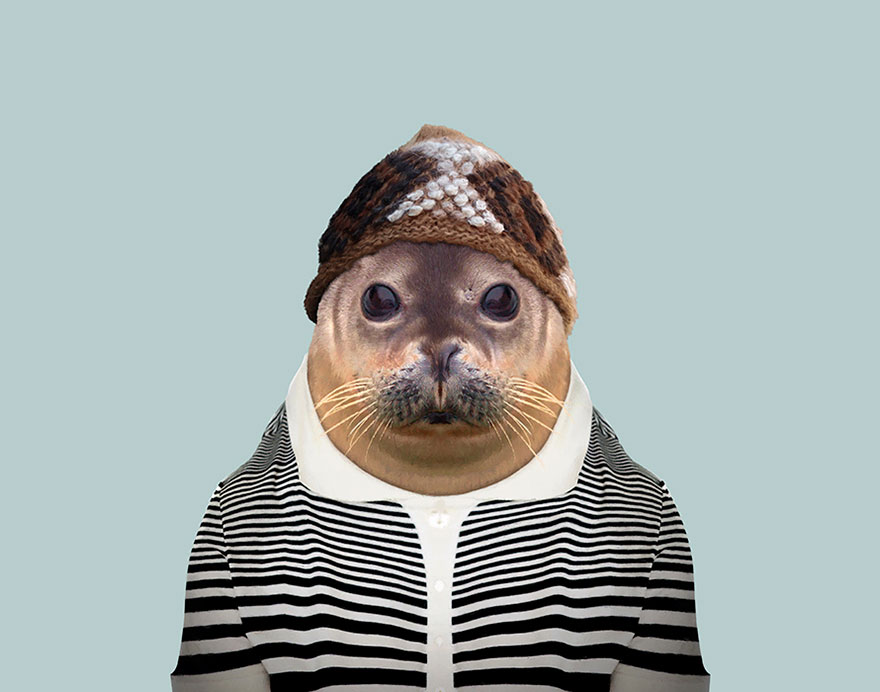 Caspian Seal