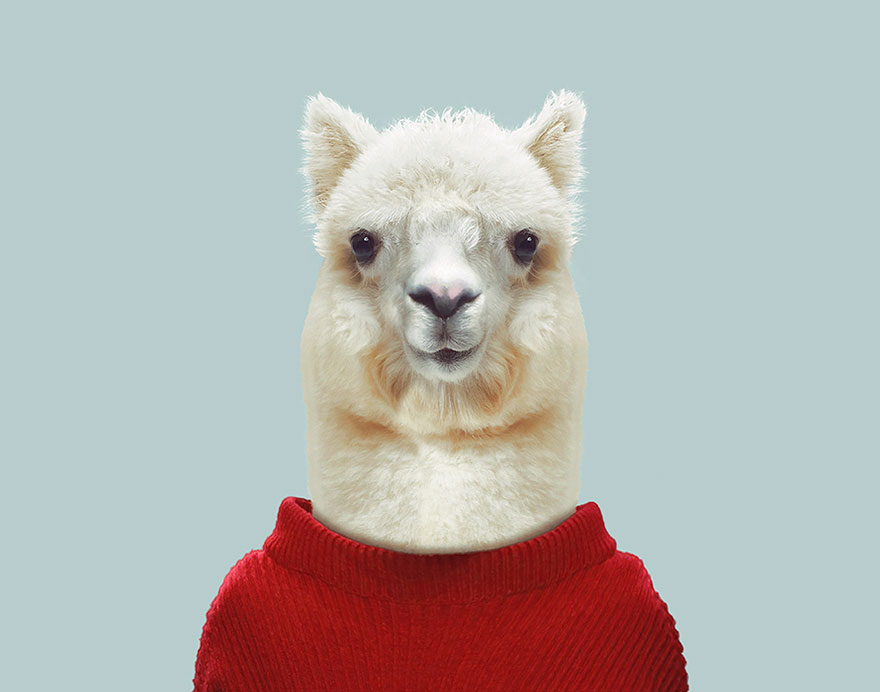 Alpaca