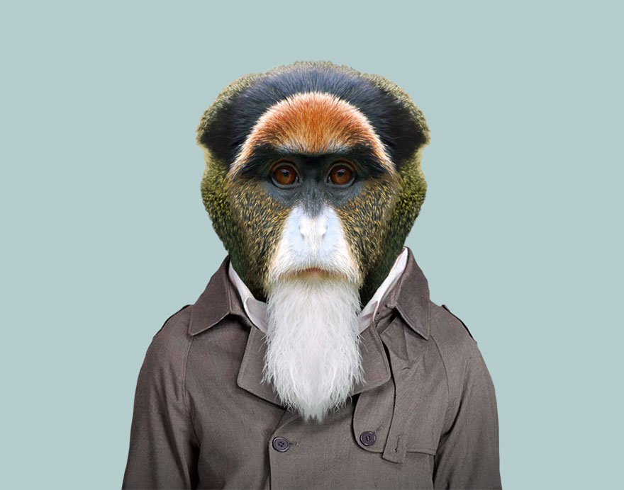 De Brazza’s Monkey