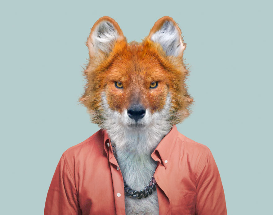 Dhole
