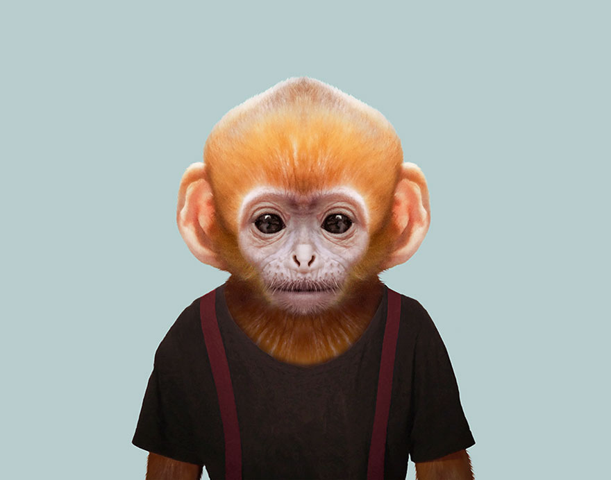 Silvery Lutung (Baby)