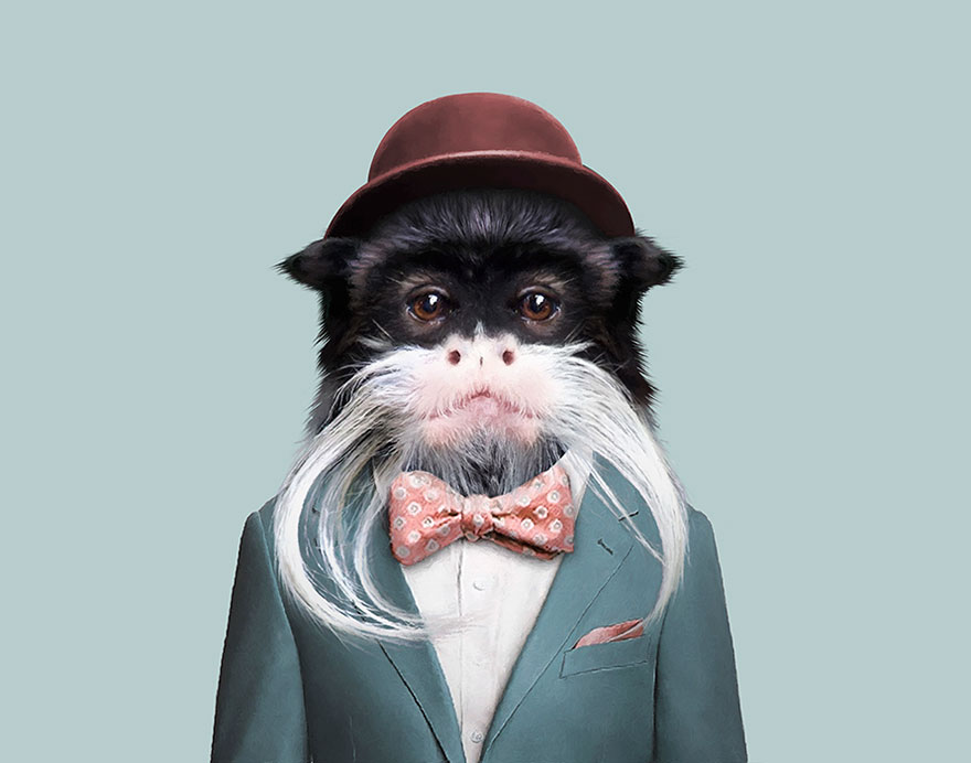 Emperor Tamarin