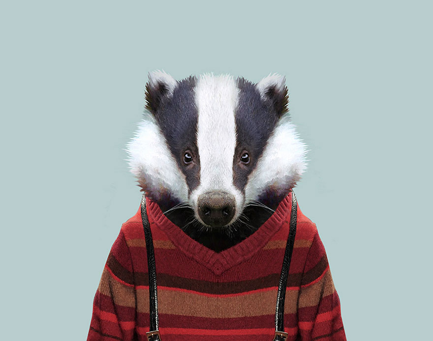 European Badger