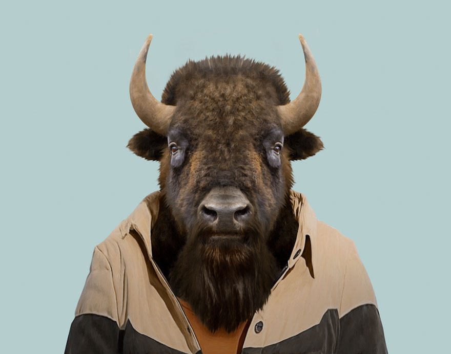 American Bison