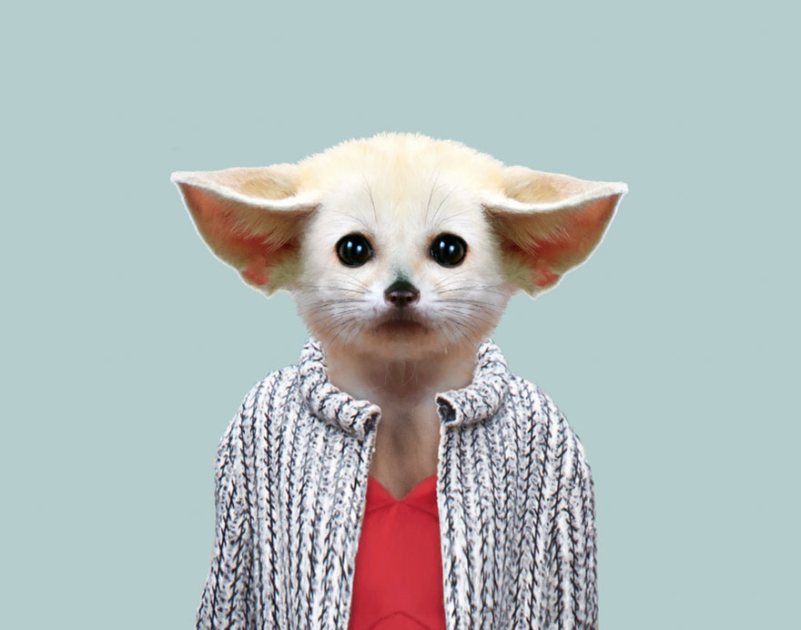 Fennec Fox