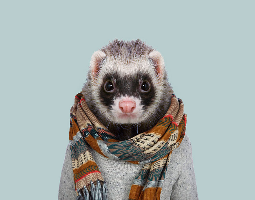Domestic Ferret