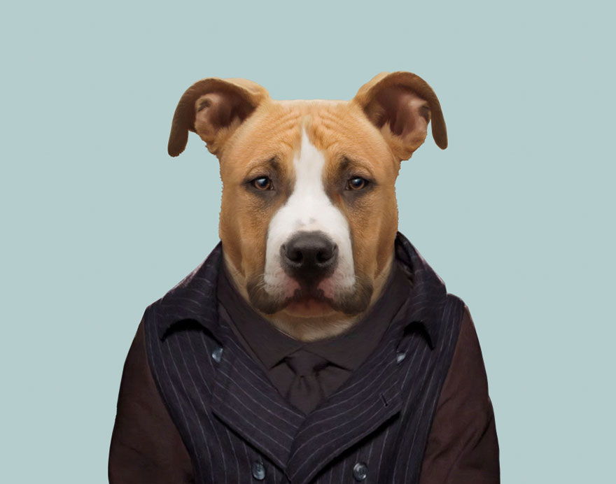 American Staffordshire Terrier