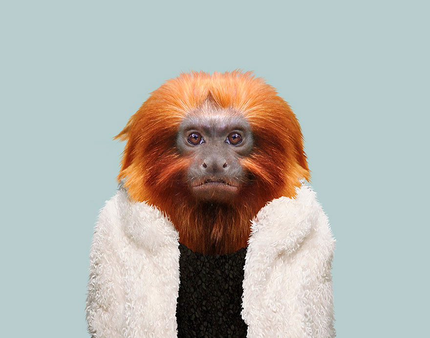 Golden Lion Tamarin