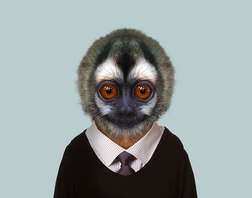 Gray-Handed Night Monkey