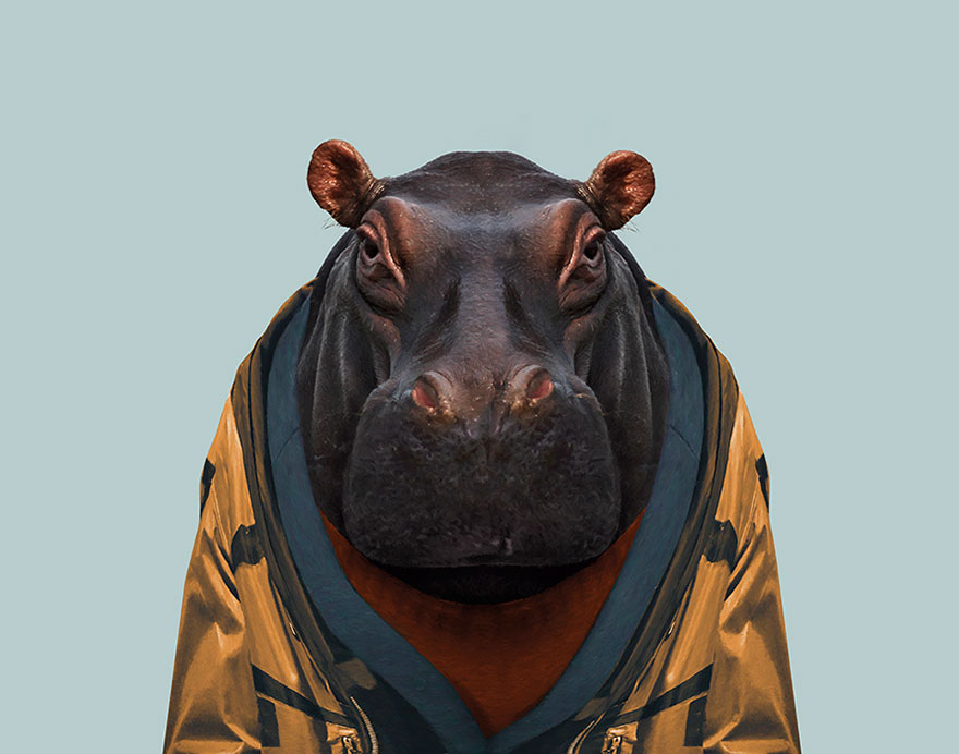 Hippopotamus