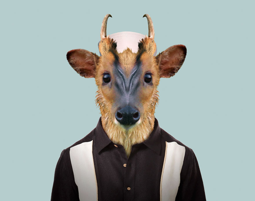 Indian Muntjac (Fawn)