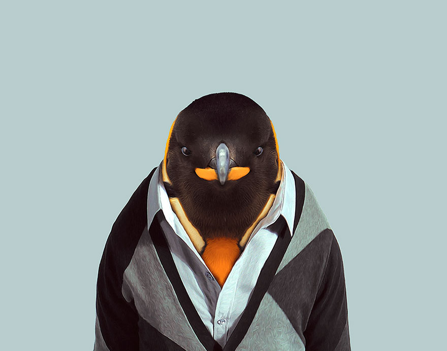 King Penguin