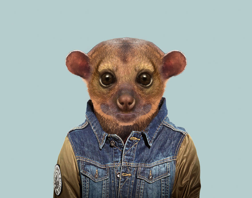 Kinkajou