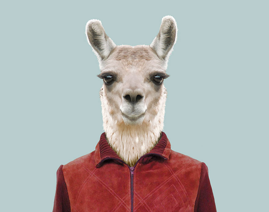 Llama