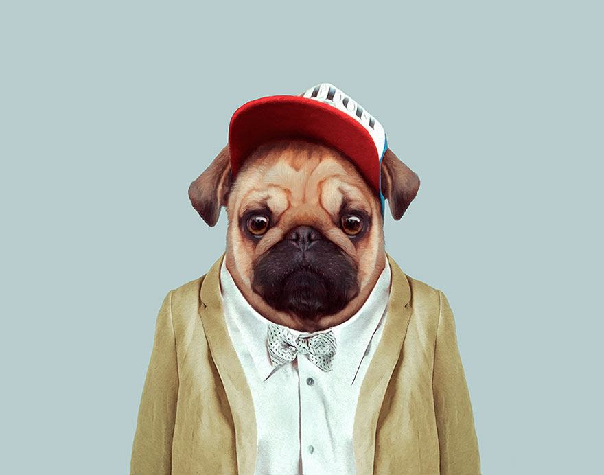 Pug