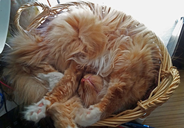 Peaches The Basket Cat