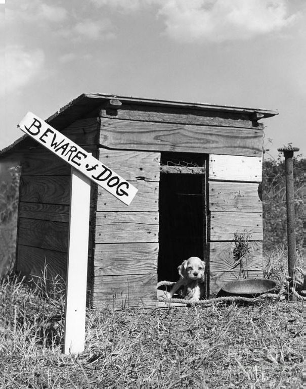 Beware Of The Dog