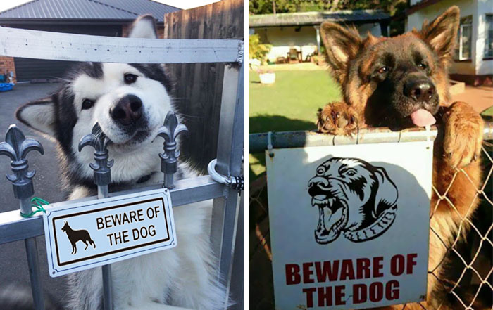 47 Dangerous Dogs Behind Beware Of Dog” Signs”