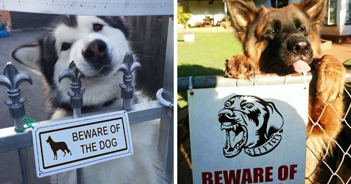 47 Dangerous Dogs Behind Beware Of Dog” Signs”
