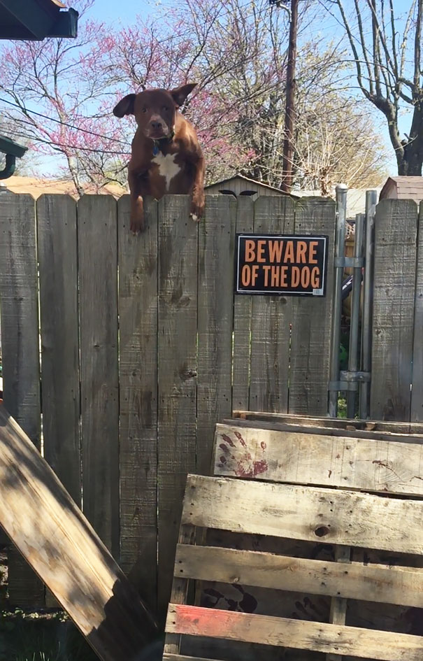 Beware Of The Dog