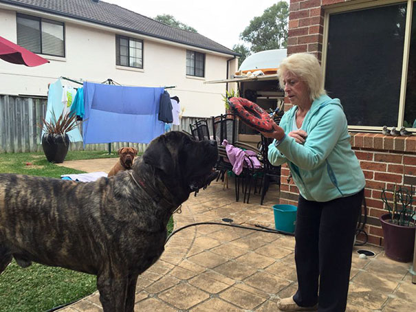 biggest-dog-crushes-owner-mastiff-australia-2 biggest-dog-crushes-owner-mastiff-australia-2