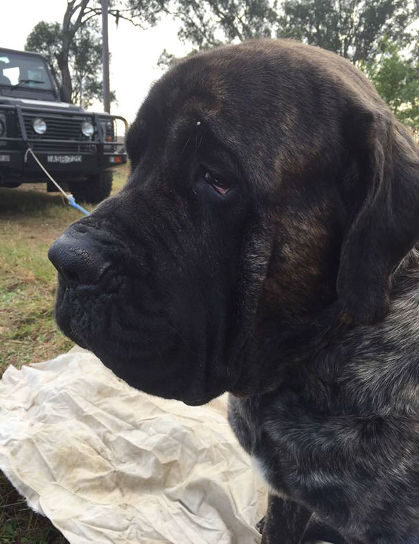 biggest-dog-crushes-owner-mastiff-australia-4 biggest-dog-crushes-owner-mastiff-australia-4