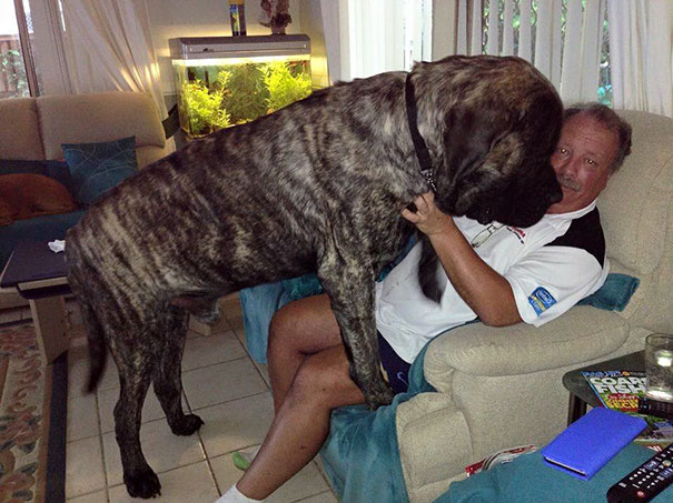 biggest-dog-crushes-owner-mastiff-australia-9 biggest-dog-crushes-owner-mastiff-australia-9