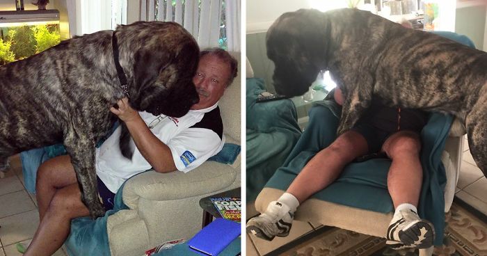 Australia’s Biggest Dog Doesn’t Realize How Big He Is, Constantly Crushes His Owner With 250 Lbs Of Love