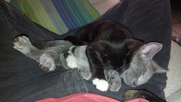 My And My Cats In The Tv Room