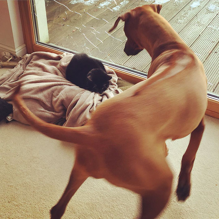 Dogs That Had Their Bed Stolen