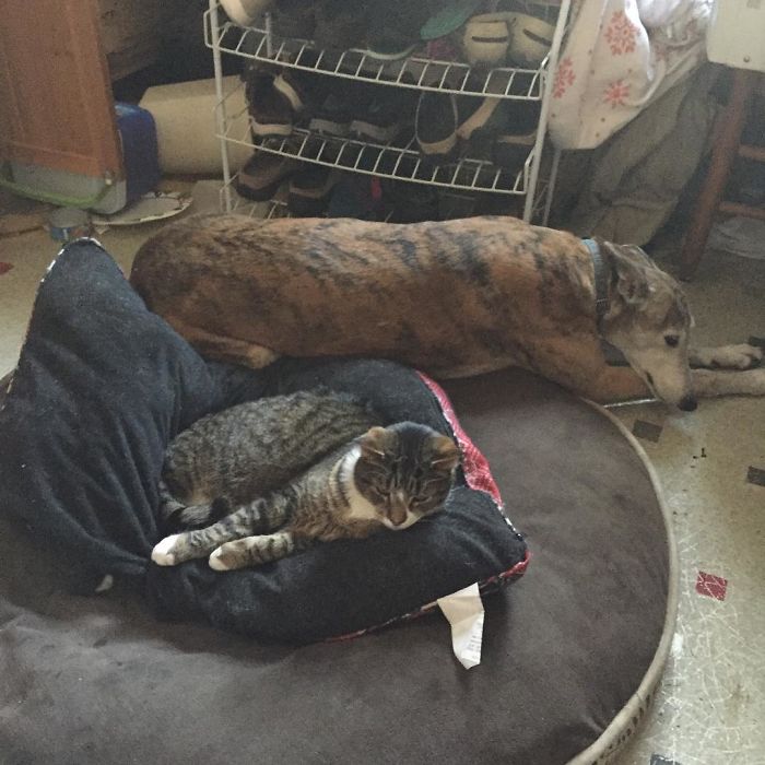 Dogs That Had Their Bed Stolen