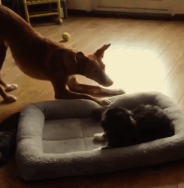 Dogs That Had Their Bed Stolen