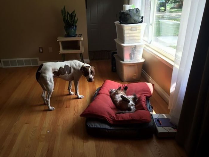Dogs That Had Their Bed Stolen