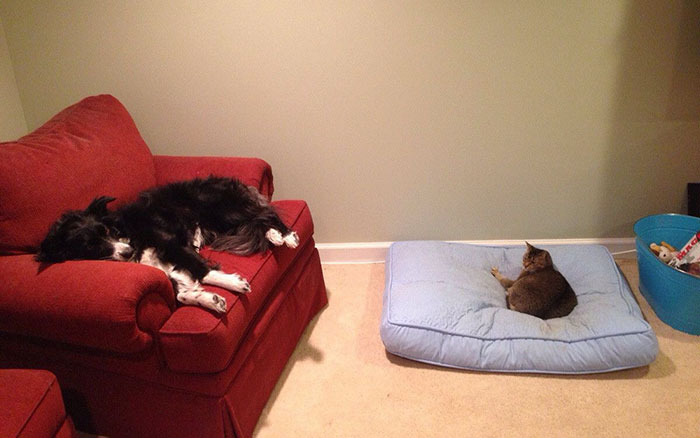 Dogs That Had Their Bed Stolen