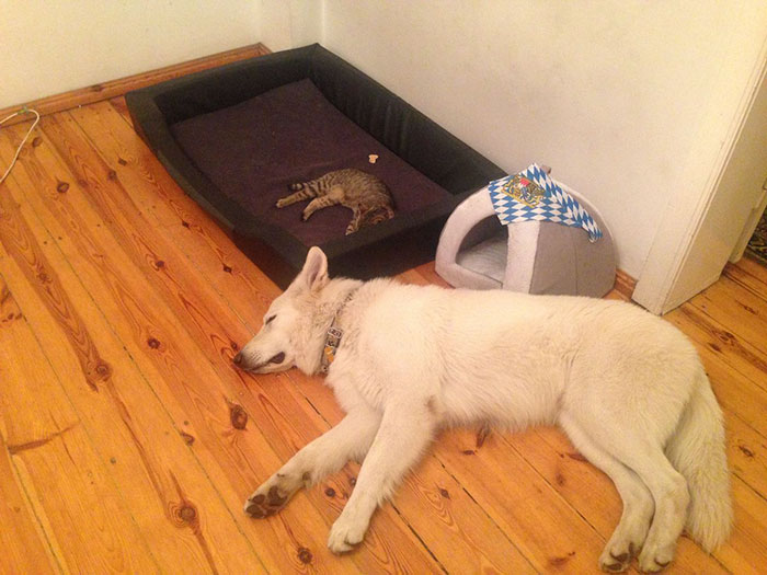 Dogs That Had Their Bed Stolen
