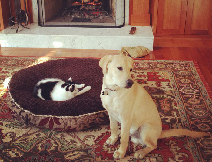 Dogs That Had Their Bed Stolen