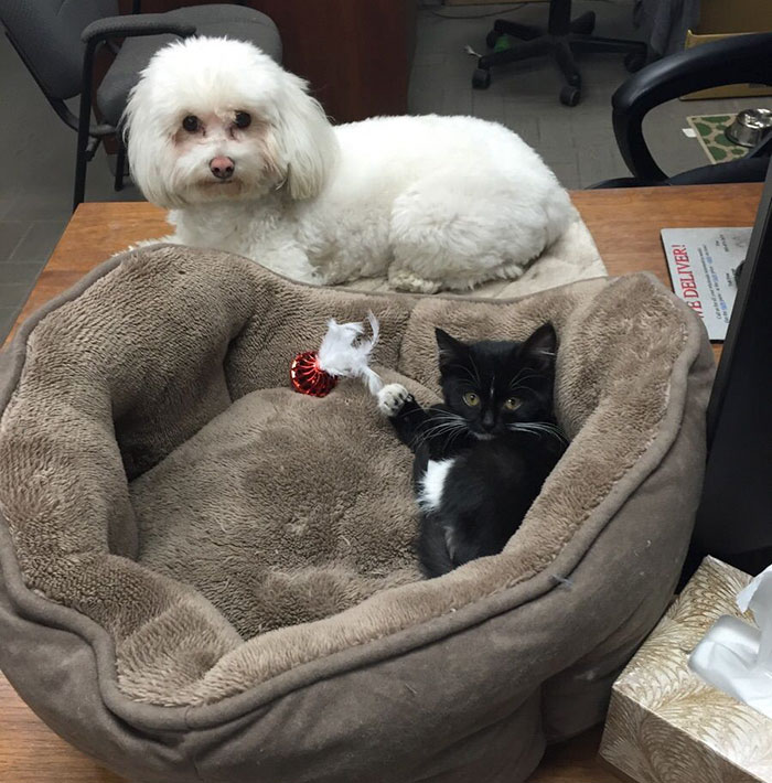 Dogs That Had Their Bed Stolen