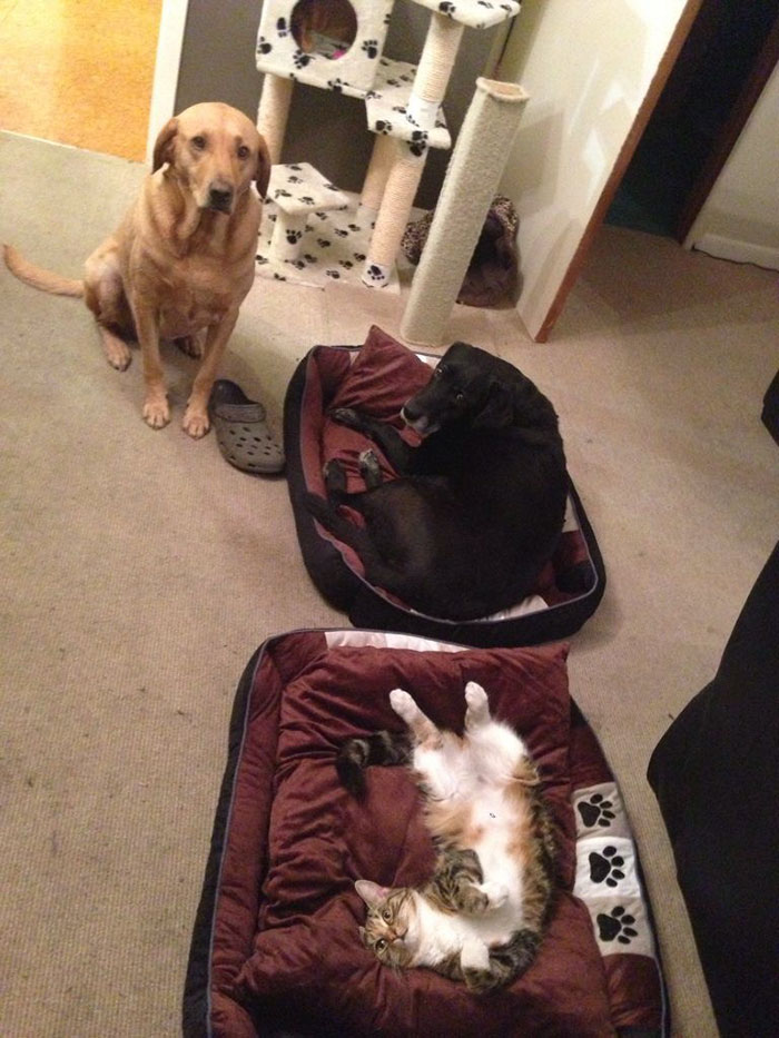 Dogs That Had Their Bed Stolen