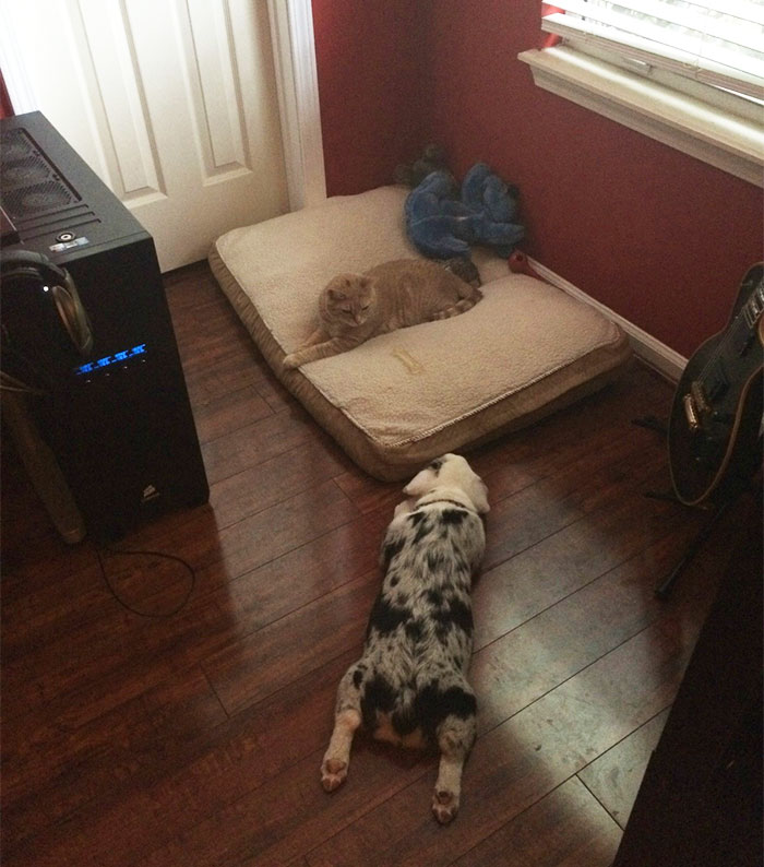 Dogs That Had Their Bed Stolen