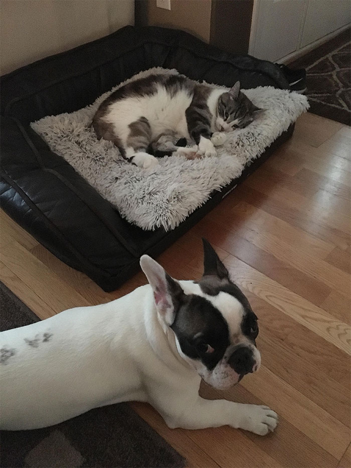 Dogs That Had Their Bed Stolen