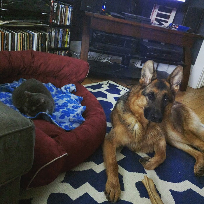 Dogs That Had Their Bed Stolen