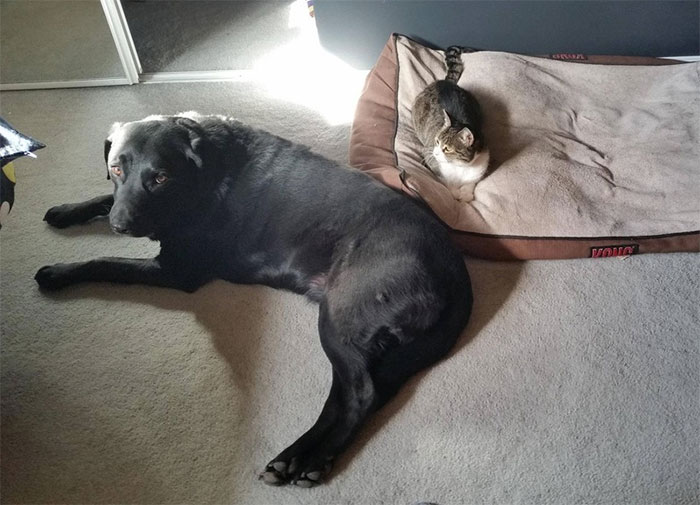 Dogs That Had Their Bed Stolen