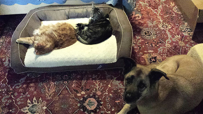 Dogs That Had Their Bed Stolen